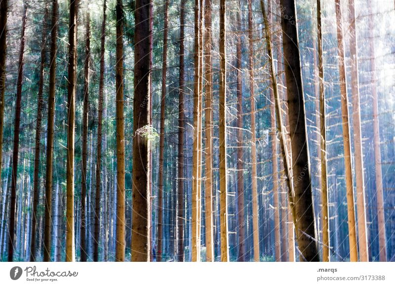 Wald Umwelt Schönes Wetter Nadelbaum Baumstamm ästhetisch hell viele Stimmung Klima Natur rein Farbfoto Außenaufnahme Nahaufnahme Menschenleer Tag Licht