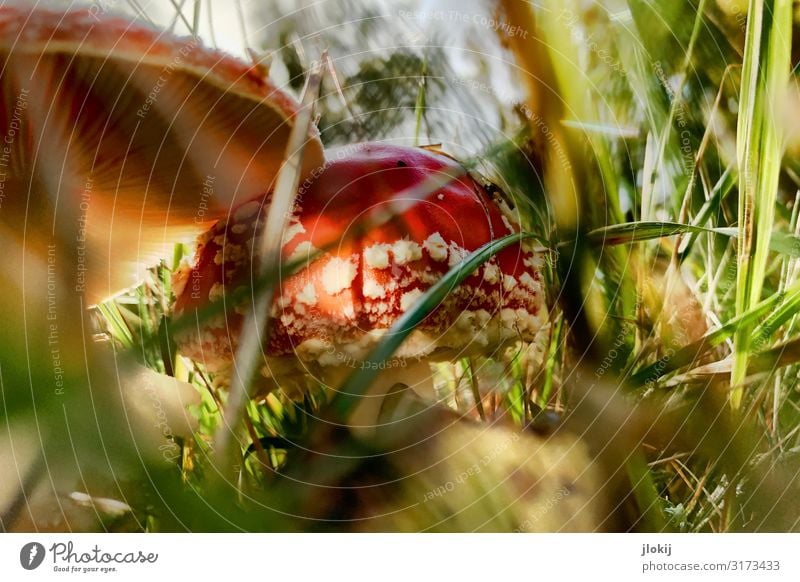 Toxisches Idyll Pilz Pilzhut Umwelt Natur Pflanze Herbst Gras Wildpflanze Wiese Wald grün rot Gift Fliegenpilz Sporen Lamelle Farbfoto mehrfarbig Außenaufnahme