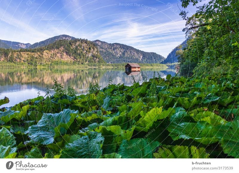 Kleiner Gebirgssee im Salzkammergut harmonisch Erholung Ferien & Urlaub & Reisen Tourismus Sommer Berge u. Gebirge wandern Natur Landschaft Pflanze Wald Alpen