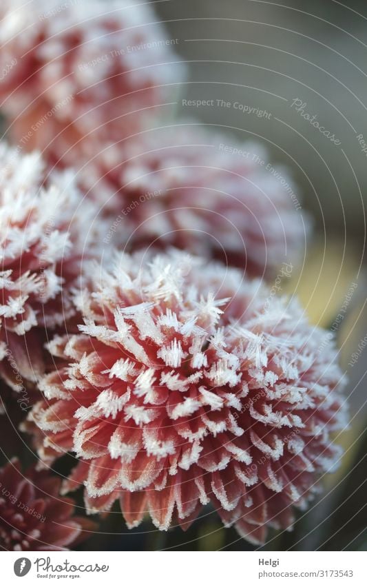 bizarre Eiskristalle an den Blüten einer rosafarbenen Dahlie im Herbst Umwelt Natur Pflanze Winter Frost Dahlien Park Blühend frieren außergewöhnlich schön