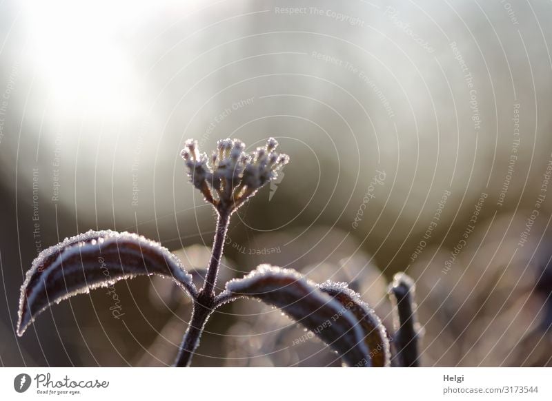 Raureif an einem Zweig mit Blüte und Bokeh im Gegenlicht Umwelt Natur Pflanze Herbst Eis Frost Blume Blatt Park Blühend frieren stehen ästhetisch