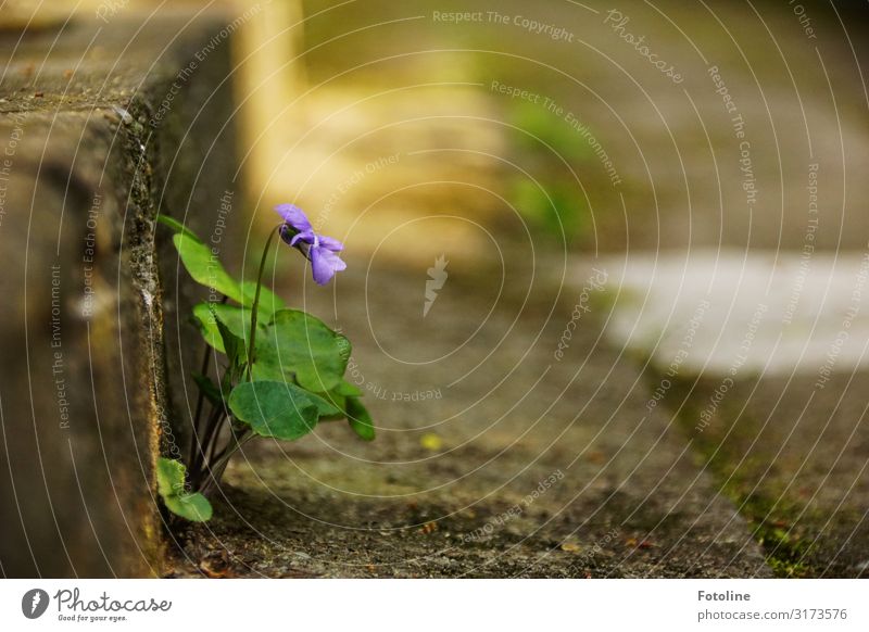 Natur setzt sich durch Umwelt Pflanze Urelemente Erde Frühling Blume Blatt Blüte Garten Park Duft hell nah natürlich blau grau grün Hornveilchen Beton Treppe