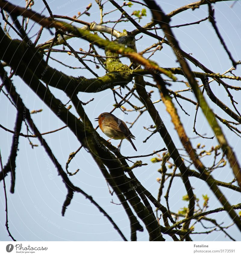 Rotkehlchen Umwelt Natur Pflanze Tier Himmel Wolkenloser Himmel Frühling Baum Park Wald Wildtier Vogel 1 frei hell klein natürlich blau braun grün Gezwitscher