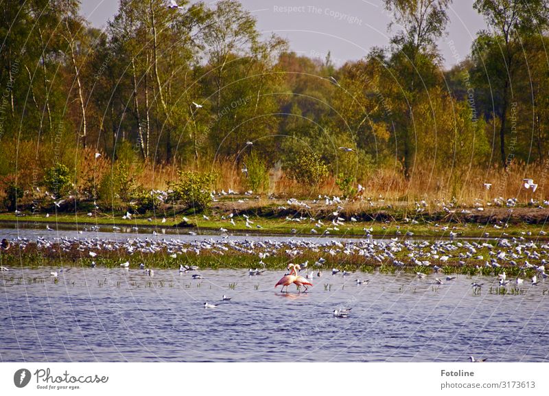 Zwillbrocker Venn II Umwelt Natur Landschaft Pflanze Tier Urelemente Wasser Himmel Wolkenloser Himmel Frühling Baum Küste Seeufer Moor Sumpf Wildtier Vogel