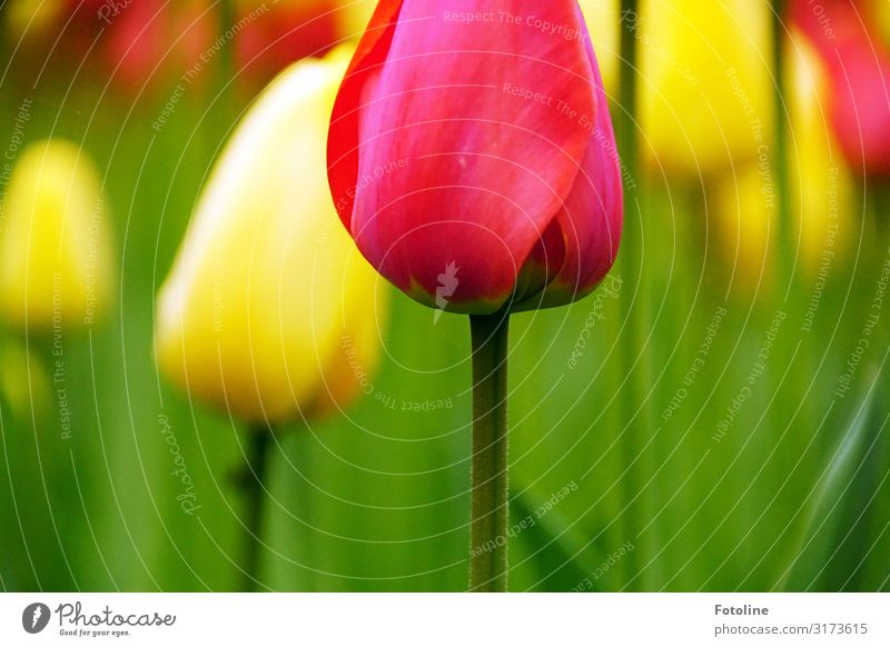 Tulpenblüte Umwelt Natur Pflanze Frühling Schönes Wetter Blume Blüte Grünpflanze Garten Park ästhetisch Duft natürlich Wärme mehrfarbig gelb grün rosa