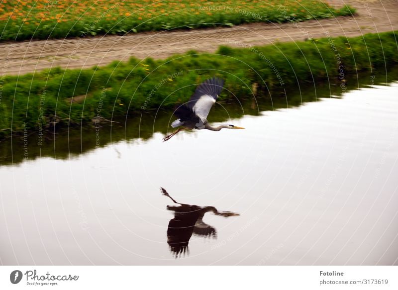 Reiher Umwelt Natur Landschaft Pflanze Tier Urelemente Erde Sand Wasser Frühling Schönes Wetter Blume Gras Tulpe Nutzpflanze Park Wiese Feld Küste Flussufer