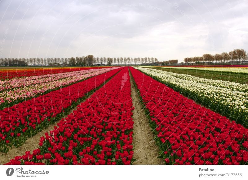 Blütenmeer Umwelt Natur Landschaft Pflanze Urelemente Erde Sand Himmel Wolken Frühling Baum Blume Tulpe Nutzpflanze Park hell mehrfarbig grün rosa rot weiß