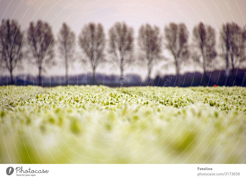 Weiße Tulpen Umwelt Natur Landschaft Pflanze Himmel Wolken Frühling Baum Blume Blüte Nutzpflanze Park Feld Duft nah natürlich grau schwarz weiß Ferne Tulpenfeld