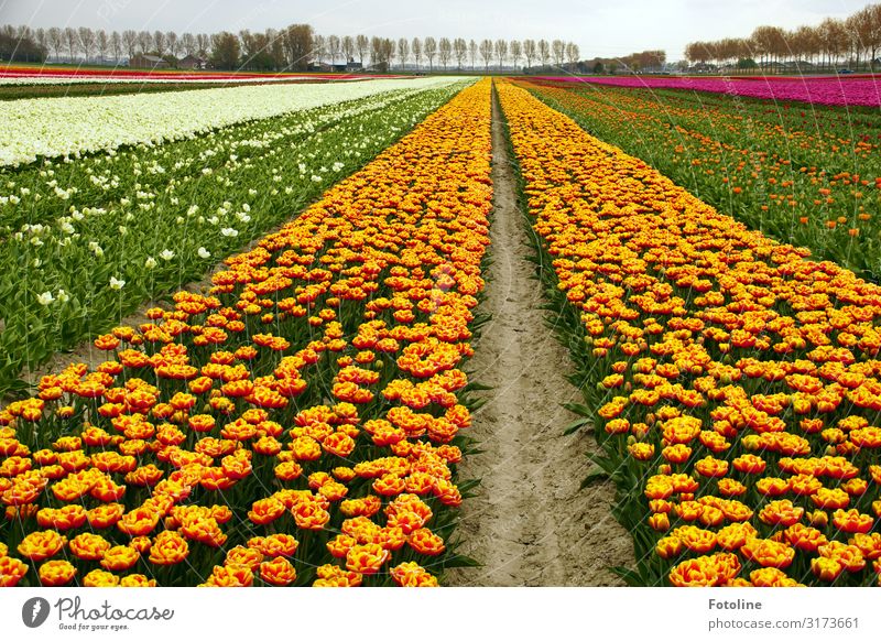 Tulpen über Tulpen Umwelt Natur Landschaft Pflanze Urelemente Erde Sand Himmel Wolkenloser Himmel Frühling Baum Blume Nutzpflanze Park Feld Duft nah natürlich