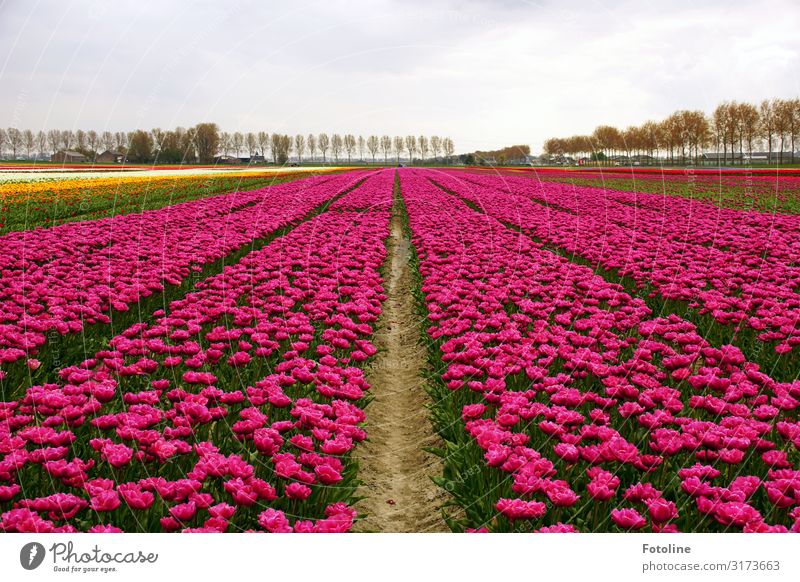 Noch mal in pink Umwelt Natur Landschaft Pflanze Urelemente Erde Sand Himmel Wolken Frühling Baum Blume Tulpe Blüte Nutzpflanze Park Feld Duft hell natürlich