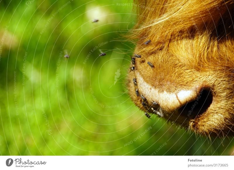 umschwärmt Umwelt Natur Pflanze Tier Nutztier Kuh Tiergesicht Fell Schwarm hell klein nah natürlich braun grün Rind Maul Fliege fliegen Farbfoto mehrfarbig