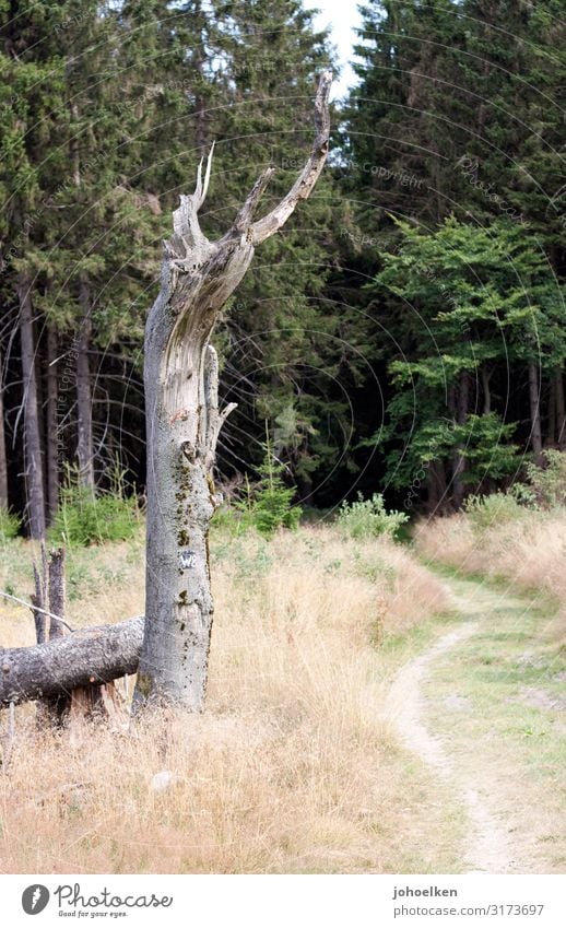 Wanderlust Landschaft Baum Feld Wald stehen wandern Baumstumpf Fußweg Nadelwald Sauerland Mittelgebirge Natur Außenaufnahme Wege & Pfade Idylle Vergänglichkeit