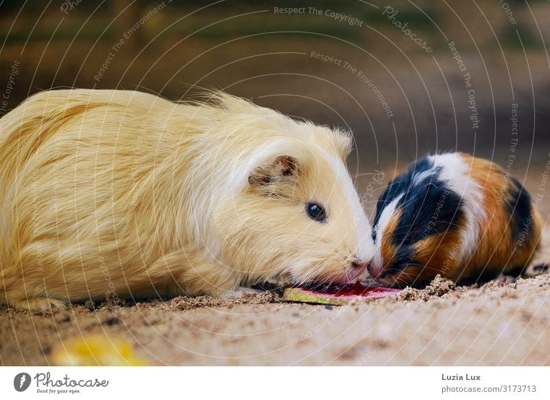 Zweierlei Meerschweinchen Tier Haustier schön niedlich 2 Tierjunges Farbfoto Innenaufnahme Textfreiraum oben Textfreiraum unten Tag Tierporträt