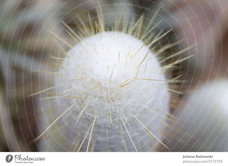 Weich oder Stachelig? Umwelt Natur Pflanze Sommer Kaktus exotisch Botanischer Garten Botanik Sukkulenten Wüste Oase ästhetisch schön Spitze stachelig trocken