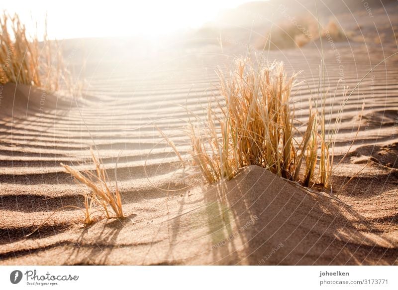 Wüstensonne Landschaft Sand Sonne Sonnenlicht Sommer Schönes Wetter Gras Wellen Strand Sahara Linie Wellenform leuchten Unendlichkeit heiß hell maritim Wärme