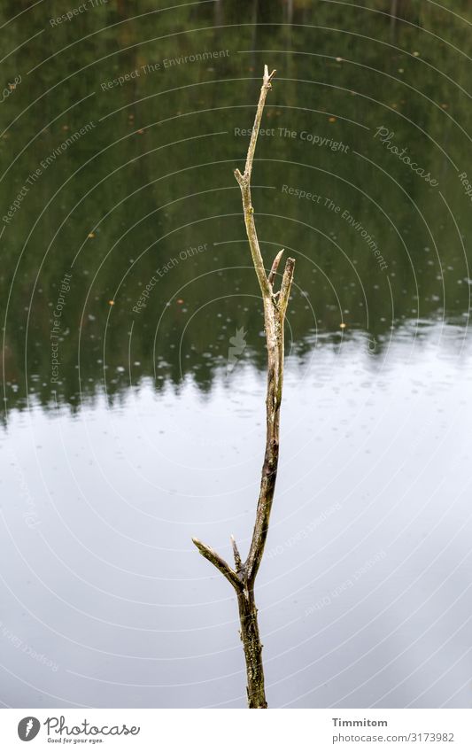 Stockende Ferien & Urlaub & Reisen Umwelt Natur Landschaft Pflanze Urelemente Wasser Himmel Wald See Stausee Holz stehen natürlich braun grün weiß Farbfoto