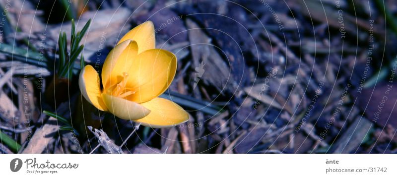 Krokus Krokusse gelb Blume Frühling sprießen aufwachen Dreieck frisch grell typisch Einsamkeit Licht springen Blüte Frühlingsblume Winter Februar März Hoffnung