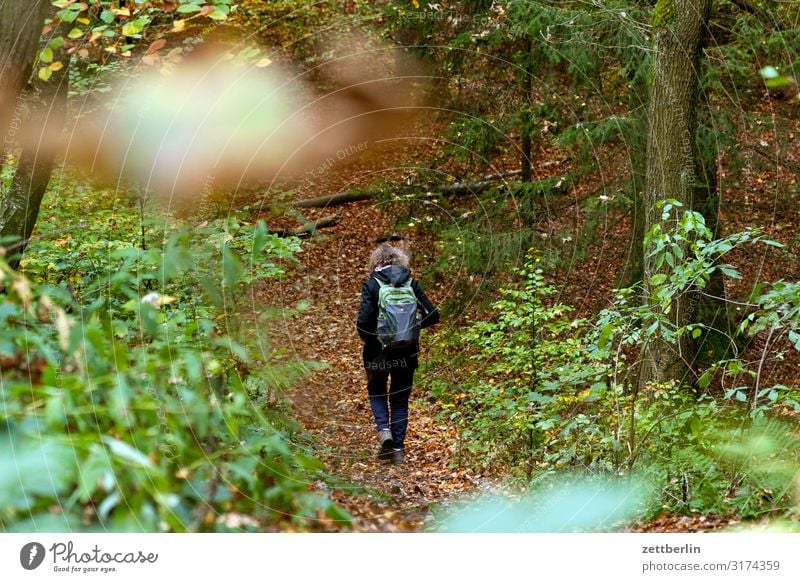 Wandernde weibliche Person Berge u. Gebirge Hügel Elbsandsteingebirge Erholung Ferien & Urlaub & Reisen Herbst Landschaft Laubwald Sächsische Schweiz Wald