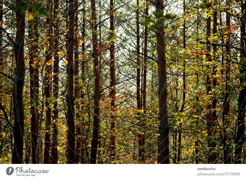 Wald Berge u. Gebirge Hügel Elbsandsteingebirge Erholung Ferien & Urlaub & Reisen Herbst Landschaft Laubwald Sächsische Schweiz wandern Baumstamm Ast Zweig