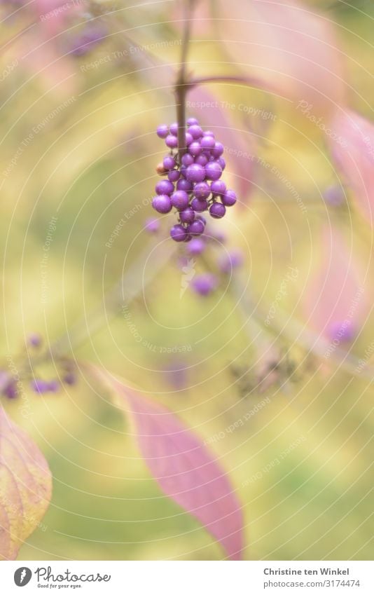 lila Beeren am Liebesperlenstrauch (Callicarpa) Natur Pflanze Herbst Sträucher Blatt Schönfrucht Beerenfruchtstand ästhetisch außergewöhnlich fantastisch