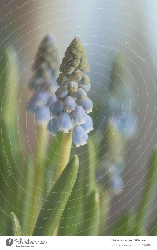 Traubenhyazinthen / Perlhyazinthen Pflanze Blume Blatt Blüte Frühblüher Zwiebelblume ästhetisch authentisch außergewöhnlich Duft elegant Fröhlichkeit hell schön