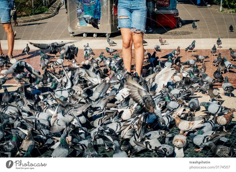 Tauben Meer Barcelona Spanien Europa Stadtzentrum Tourismus Städtereise Farbfoto Außenaufnahme Tag Sightseeing Urlaub Taubenkot füttern füttern verboten Tourist