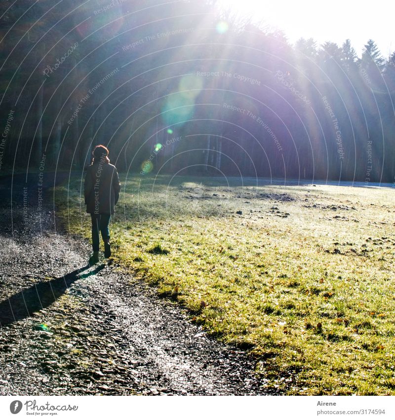 so vor mich hingehen feminin Frau Erwachsene 1 Mensch 30-45 Jahre Sonnenlicht Winter Schönes Wetter Eis Frost Wiese Wald Fußgänger Wege & Pfade Fußweg