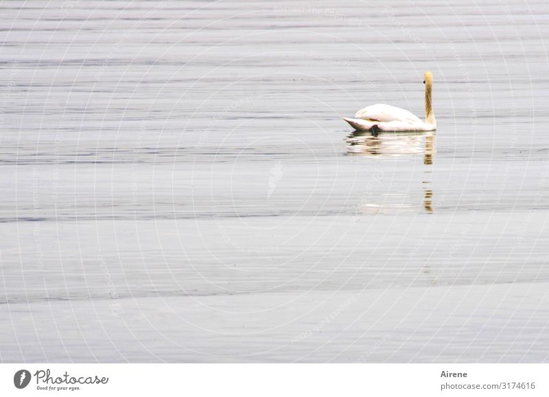 See mit Schwan | AST7 Bodensee Urelemente Wasser Wellen 1 Tier Schwimmen & Baden frei dünn weiß Romantik schön Wachsamkeit Gelassenheit ruhig Stolz ästhetisch