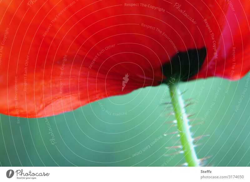 Gänsehaut am Mohntag roter Mohn blühender Mohn Mohnblüte Mohnblume Wildblume Papaver rote Wildblume anders Blütenblatt Wiesenblume rote Blume rote Blüte