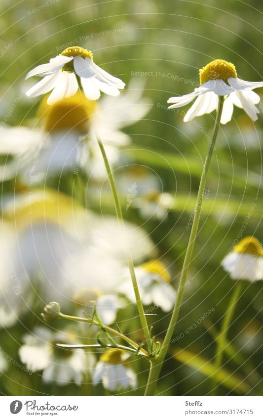 Kamillenblüten Kamillenwiese Kamillenduft blühende Kamillen Wiesenblumen Heilpflanzen Wiesenpflanzen Sommerblüten duftend blühende Wildblumen Blumen Blüten