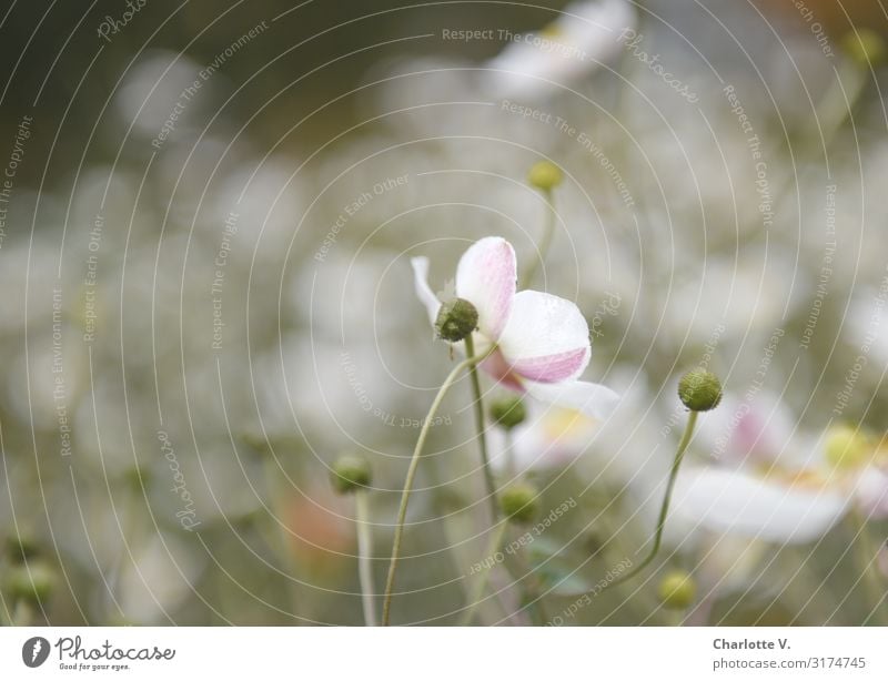 Planten und Blomen I | UT HH19 Umwelt Natur Pflanze Blüte Wildpflanze Schmuckkörbchen Garten Park Blühend Duft ästhetisch einfach elegant schön natürlich weich