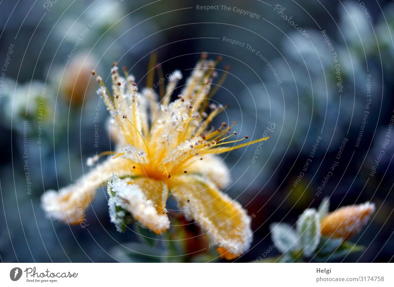 mit Eiskristallen bedeckte gelbe Blüte im Herbst vor blauem Hintergrund Umwelt Natur Pflanze Frost Blume Blatt Blütenknospen Park Blühend frieren ästhetisch