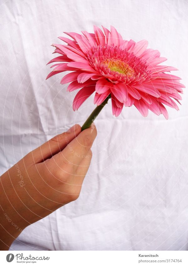 ich denk an dich Feste & Feiern Valentinstag Muttertag Hochzeit Geburtstag Hand Natur Pflanze Blume Blüte Topfpflanze Blühend Duft ästhetisch elegant