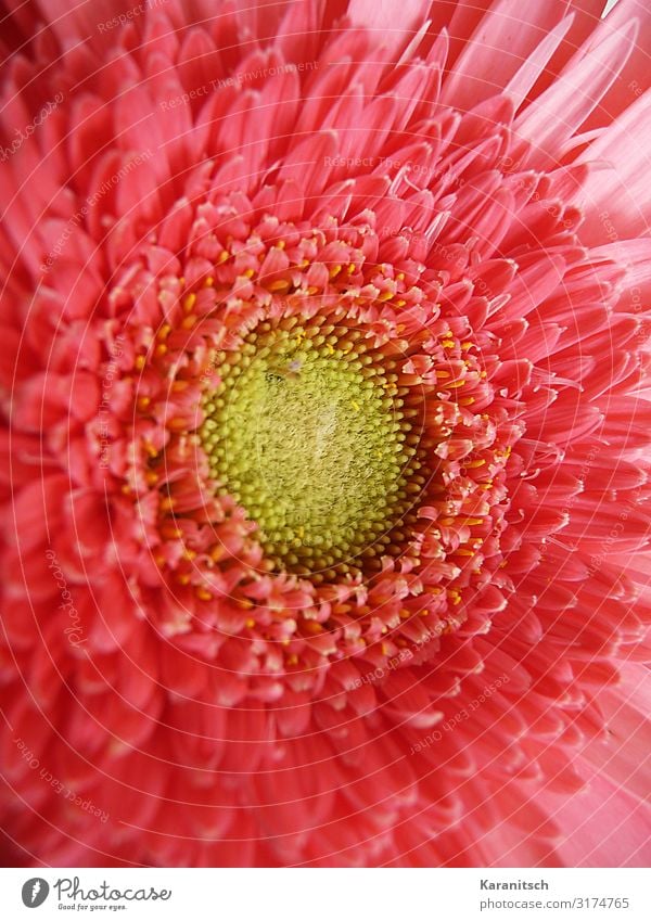 Gerbera Makro Natur Pflanze Sommer Blume Blüte Topfpflanze ästhetisch frisch rund schön gelb rosa rot Frühlingsgefühle Sympathie Romantik dankbar elegant Farbe