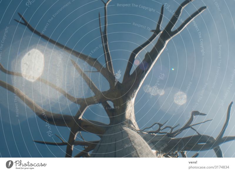 Baumwurzel Himmel Sonnenlicht Sommer Schönes Wetter Alpen Holz stehen alt außergewöhnlich elegant groß schön natürlich rund dünn stark unten wild blau braun