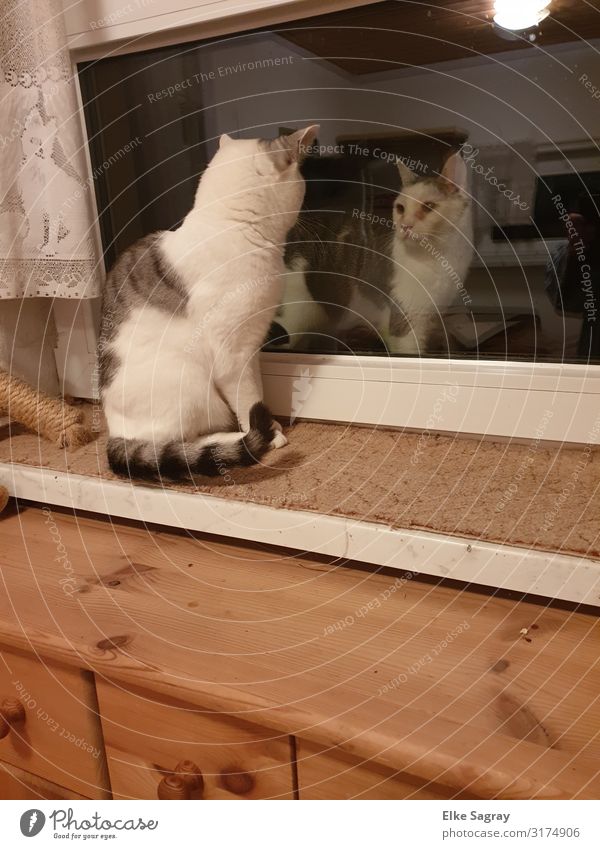 Katzen- indoor & outdorr Tier Haustier 2 beobachten Blick Farbfoto Innenaufnahme Menschenleer Abend Weitwinkel