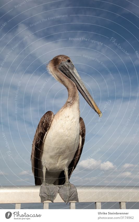 Pelikan wartet auf Futter Ferien & Urlaub & Reisen Tourismus Ausflug Sightseeing Städtereise Cedar Key Florida Amerika Fischerdorf Hafen Brücke Tier Nutztier