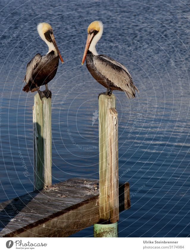 Zwei Pelikane sitzen auf Holzdalben Paar Vogel Pier Holzpier Holzsteg Pelecanus Wasser Wasservögel Meer Küste beobachten aufmerksam zusammen gemeinsam Fischer