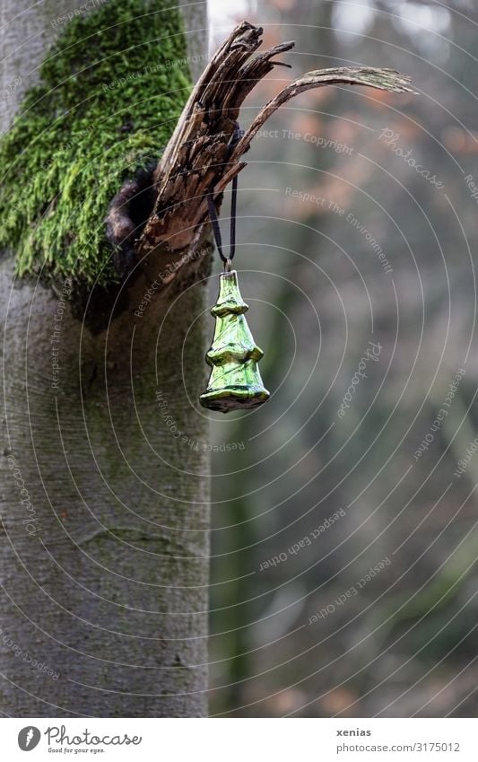 grüner Weihnachtsschmuck hängt an einem Baum im Wald Schmuckanhänger Weihnachten & Advent Umwelt Natur Herbst Winter Moos Weihnachtsbaum Park