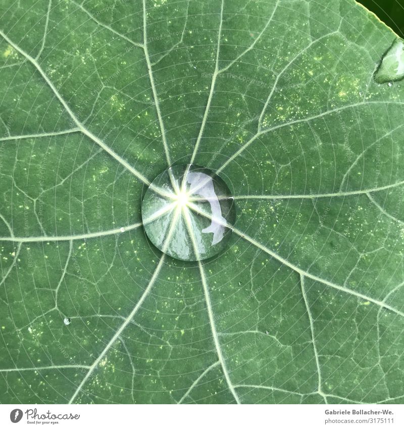 Tautropfen Pflanze Luft Blatt einfach natürlich schön Kapuzinerkresse Außenaufnahme Detailaufnahme Tag