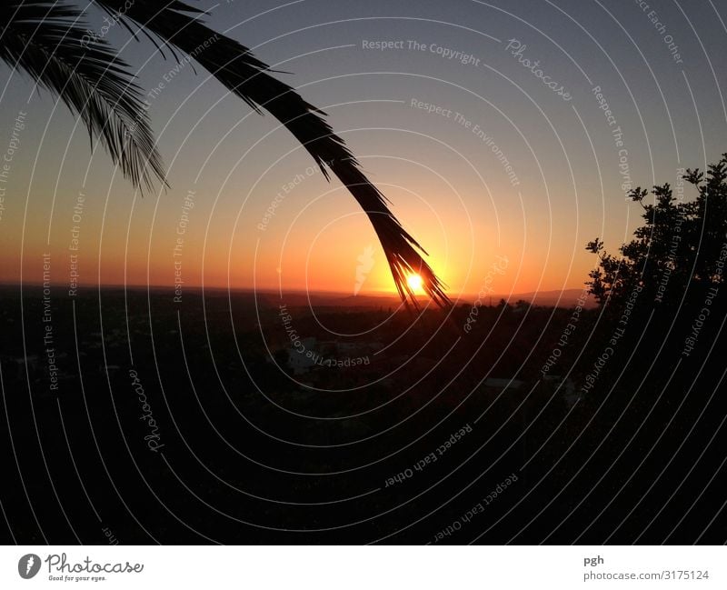 Palme streichelt Sonne im Süden Glück Ferien & Urlaub & Reisen Tourismus Ferne Sommer Sommerurlaub Strand Meer Umwelt Natur Landschaft Wolkenloser Himmel