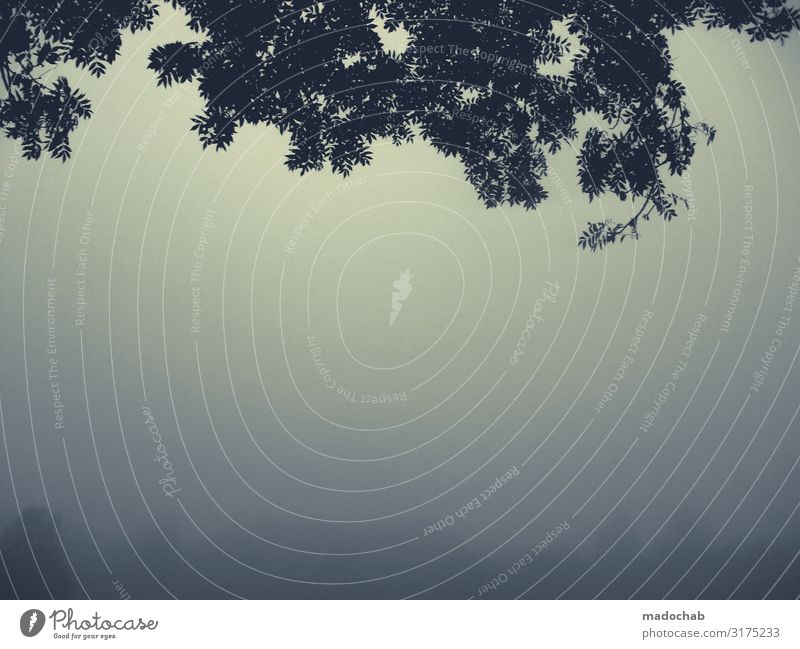 Nebelungen - Romantische Landschaft im dichten Nebel Umwelt Pflanze nur Himmel Klima Gefühle schön trösten Gelassenheit ruhig Glaube Traurigkeit Sehnsucht