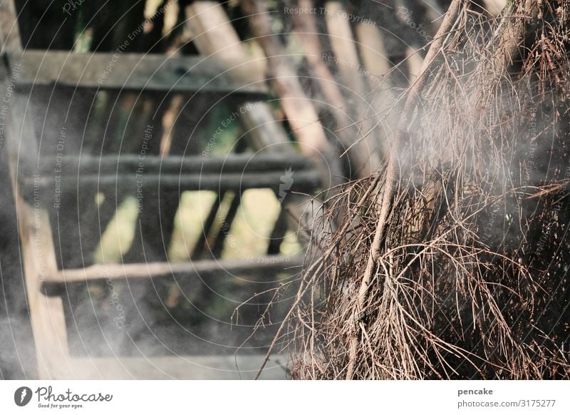 klimawandel | brandgefährlich Außenaufnahme Waldbrand Feuer Rauch Farbfoto Brand Klimawandel Baum brennen Natur Trockenheit Gefahr Tod bedrohlich Holz Leiter