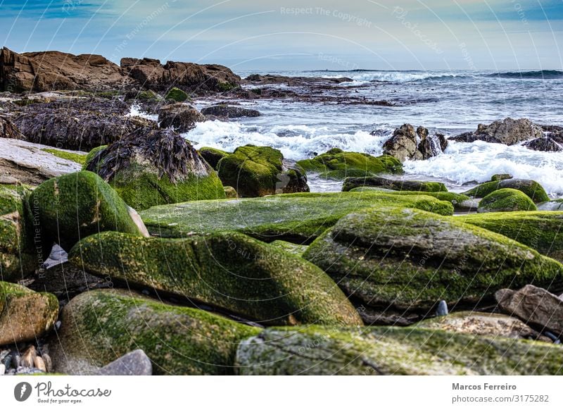 Felsen an der Atlantikküste Umwelt Natur Landschaft Wasser Himmel Wolkenloser Himmel Horizont Herbst Wellen Küste Nordsee Stein blau braun grün Einsamkeit