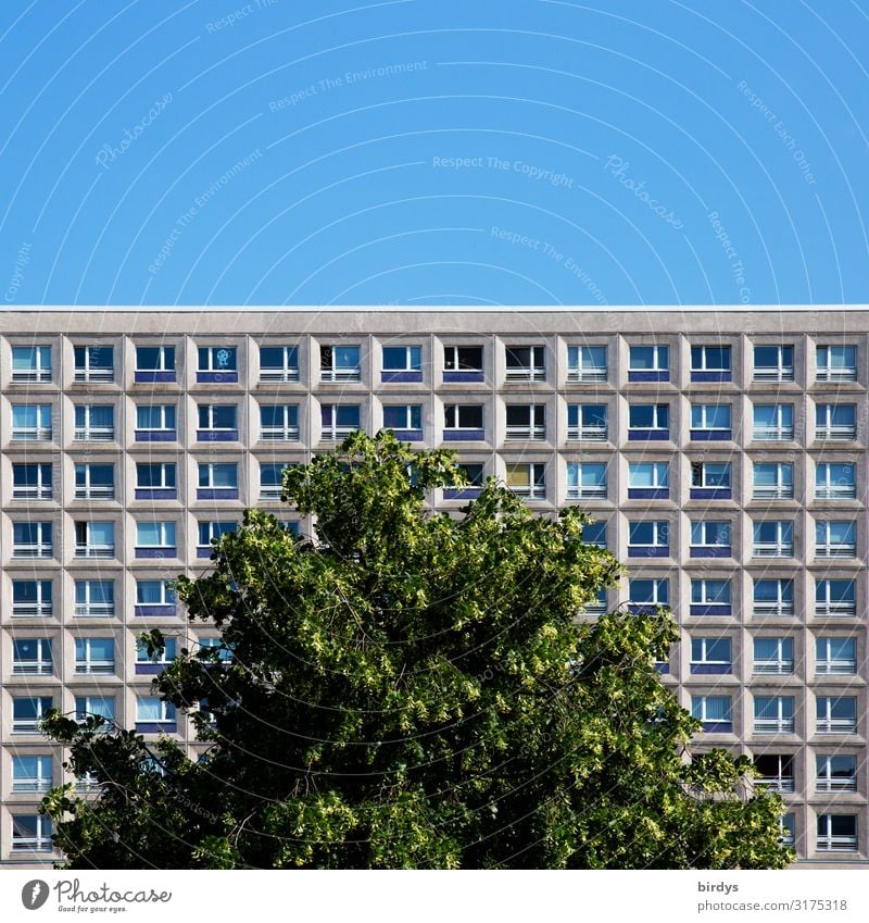 urbanes Grün Häusliches Leben Wohnung Wolkenloser Himmel Sommer Schönes Wetter Baum Baumkrone Berlin Stadt Hauptstadt Stadtzentrum Menschenleer Haus Hochhaus