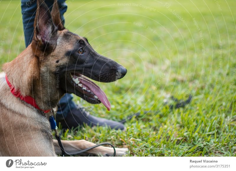 Profil eines Hundes Freundschaft Fuß Natur Tier Gras Park Haustier 1 niedlich braun grün schwarz Schäfer Deutsch Malinois Deutscher Schäferhund Welpe züchten