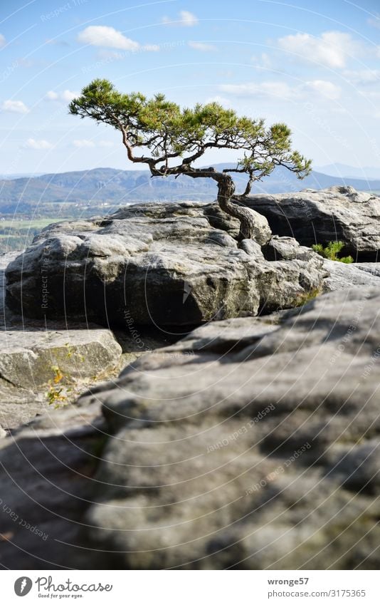 Vom Wind geformte Sturmkiefer auf dem Lilienstein mit mehr Fels im Vordergrund Herbst Sächsische Schweiz Kiefer Elbsandsteingebirge Berge u. Gebirge Landschaft