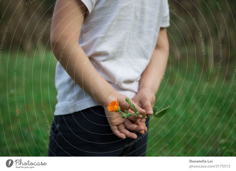 Kleiner Junge mit Blume in den Händen Lifestyle Freizeit & Hobby Sommer wandern Kind Mensch Kindheit Hand 1 1-3 Jahre Kleinkind Natur Pflanze Blatt Hemd stehen