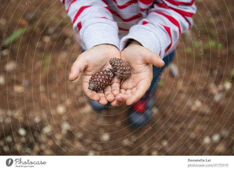 Kind hält Kiefernzapfen in den Händen Lifestyle Dekoration & Verzierung Bildung Mensch Kleinkind Junge Kindheit Hand 1 1-3 Jahre Natur Wald Hemd Streifen