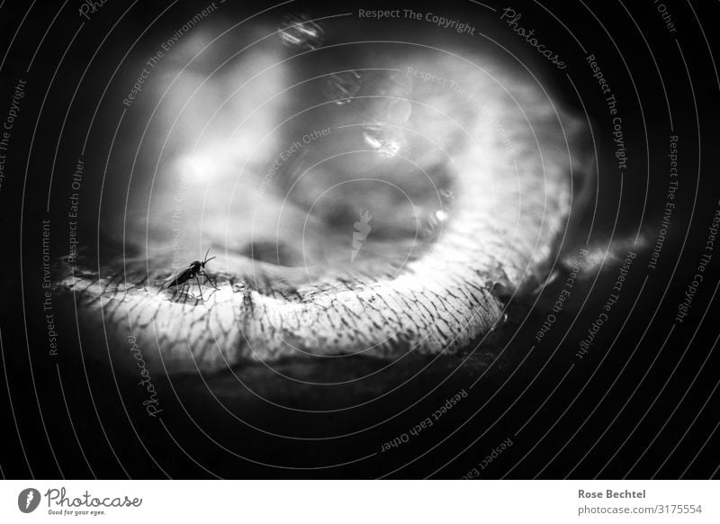 Kleine Fliege auf verwelkten Blütenblatt Tier Wildtier 1 sitzen aufbrechen Perspektive Makroaufnahme Aussicht klein Meinung Schwarzweißfoto Außenaufnahme